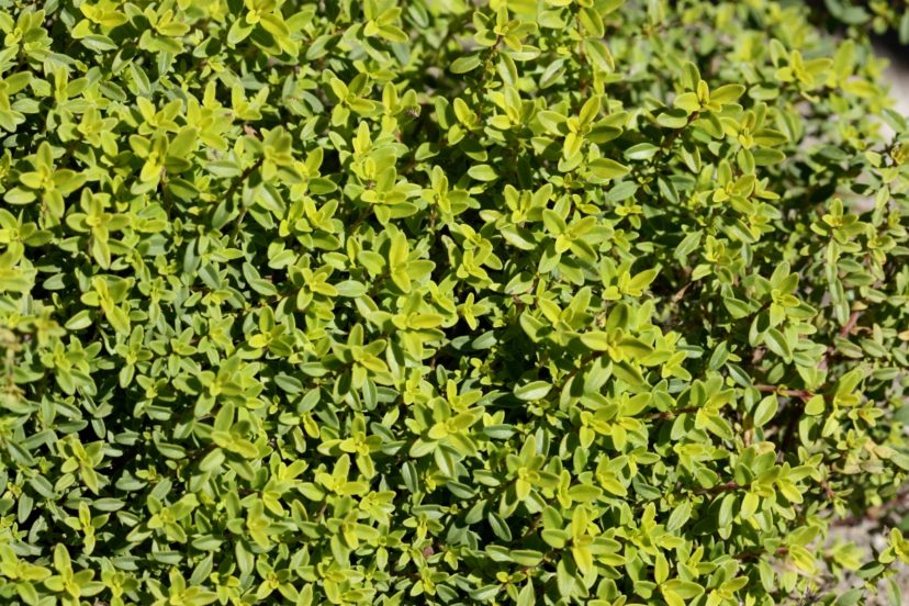 Marjoram (Origanum majorana) is similar to oregano, but milder in flavor.