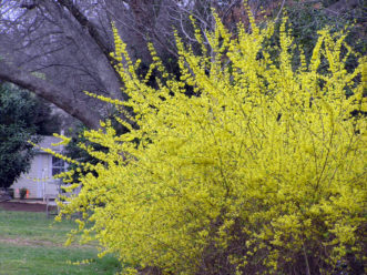 Mature forsythia in full bloom, showing natural form.