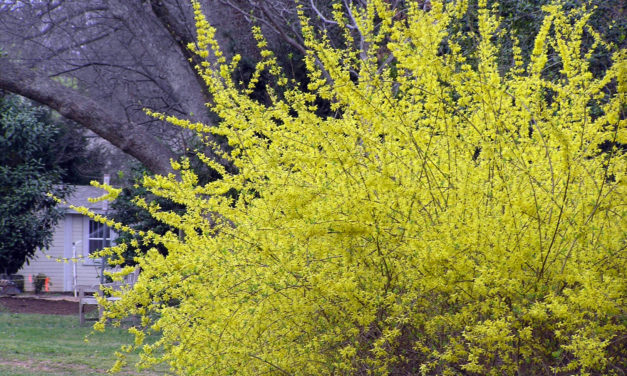 Forsythia