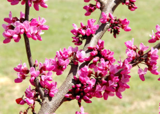 ‘Merlot’ redbud (Cercis x ‘Merlot’) in bloom.