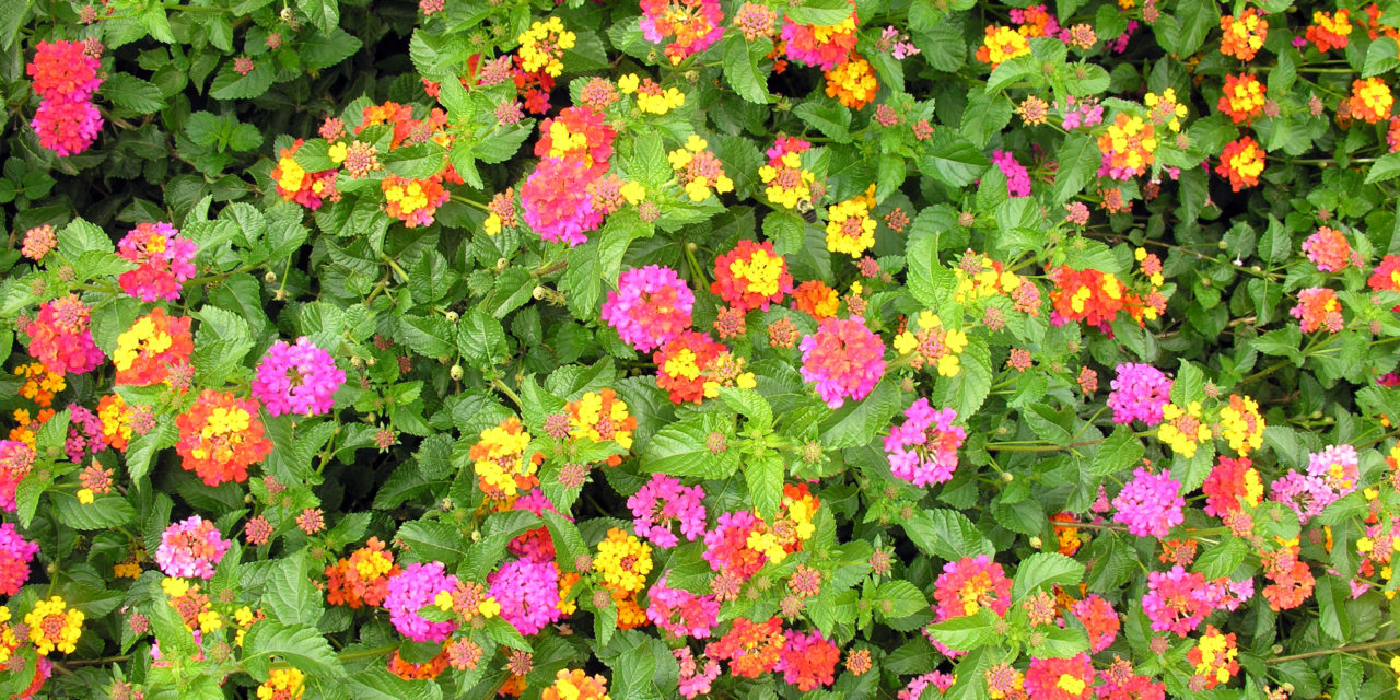 ‘Miss Huff’ Lantana (Lantana camara) is hardy throughout South Carolina. Photo by Joey Williamson, ©2007 HGIC, Clemson Extension