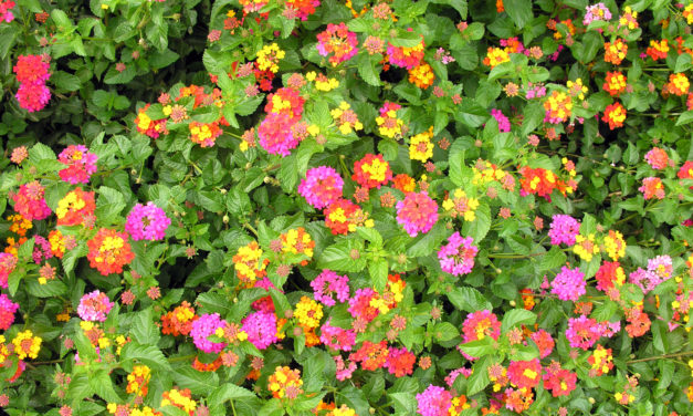 Lantana
