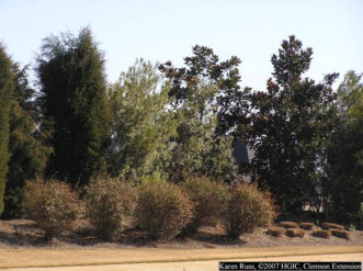 Mixed screen of Southern magnolia, juniper, wax myrtle and other plants in winter.