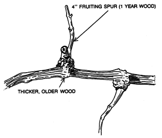 Muscadine fruiting spur