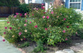 ‘Mutabilis’ China rose flowers age from apricot to deep pink.