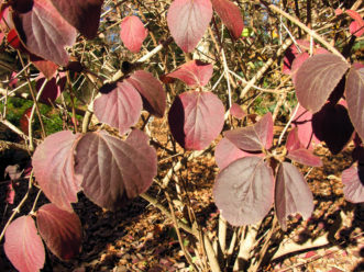 Muted red fall color of fragrant snowball viburnum Viburnum x carlecephalum ‘Cayuga’.