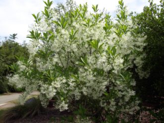 Native white fringetree grown in shrub form. 