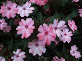 New Guinea (Impatiens hawkeri) impatiens can be planted in sunnier locations than old-fashioned impatiens, but also still tolerate shade.