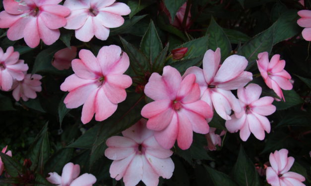 Impatiens