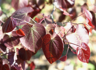 New reddish-purple foliage on ‘Forest Pansy’ redbud (Cercis canadensis).