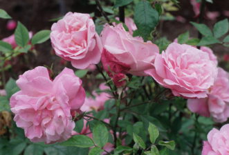 ‘Old Blush’, a China rose.