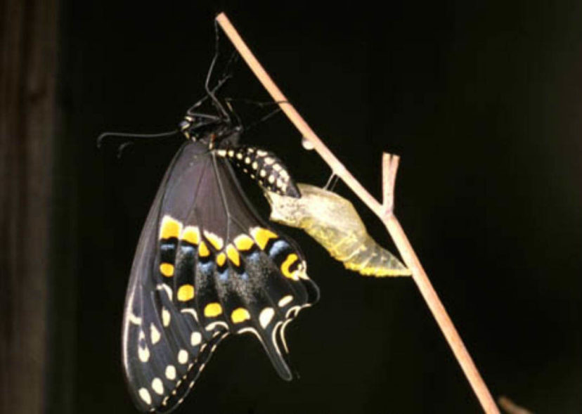 Once butterflies emerge from their cocoons fully developed, they begin the search for a mate to complete the life cycle. Eastern Black Swallowtail (Papilio polyxenes) butterfly adult pictured.
