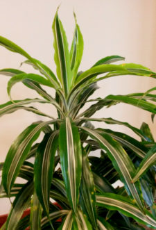 One of the best variegated plants for low light is the ‘Warneckii’ Dracaena (Dracaena deremensis ‘Warneckii’) 