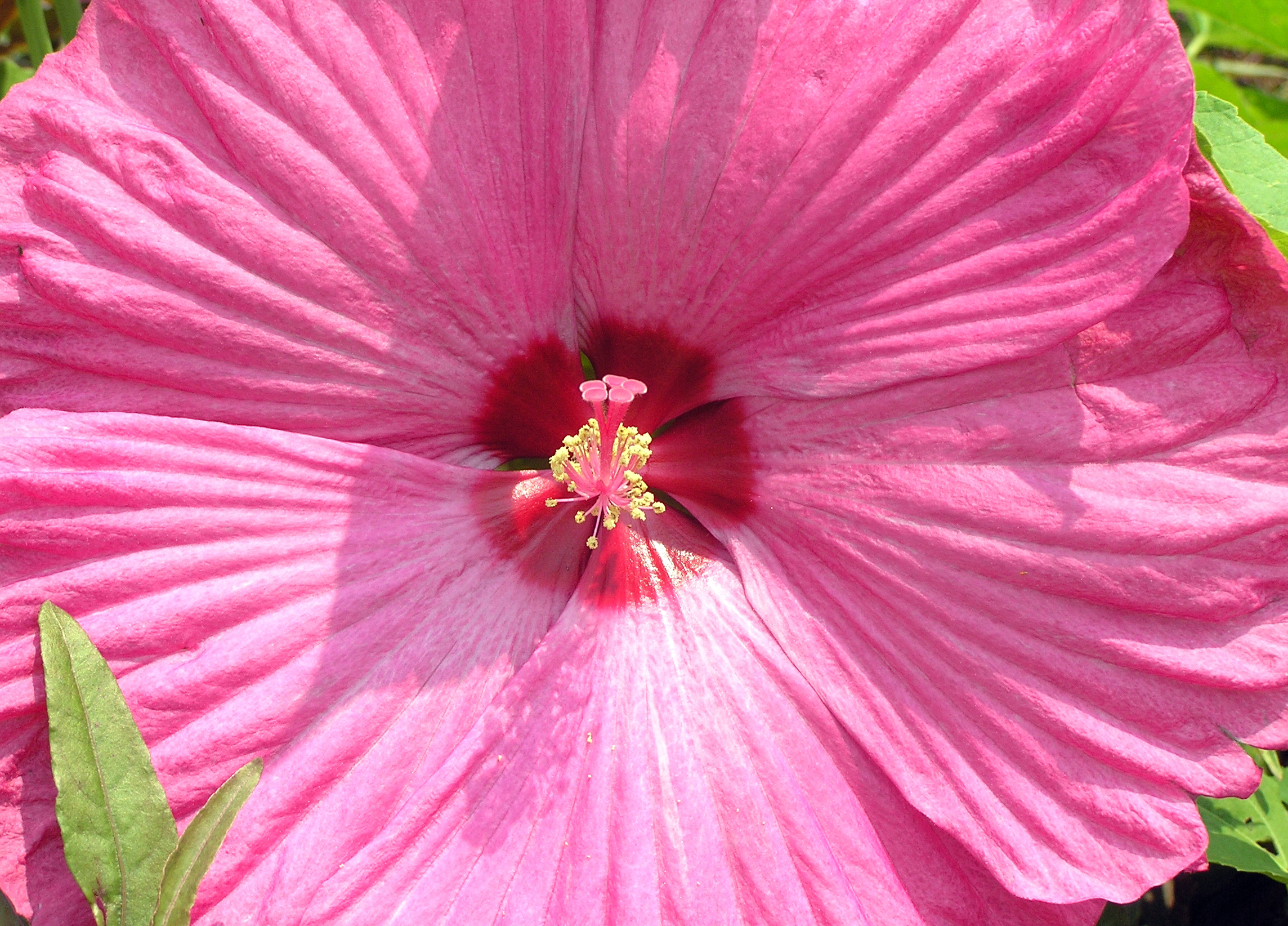 Maintenance of the Hibiscus