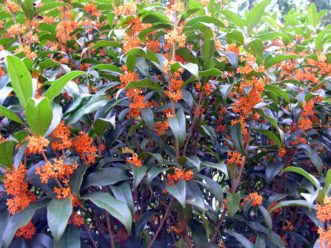 Orange flowers of Osmanthus fragrans f. aurantiacus.