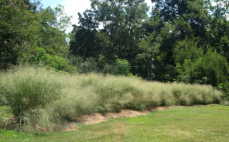 Ornamental grasses are valued additions in landscape designs.