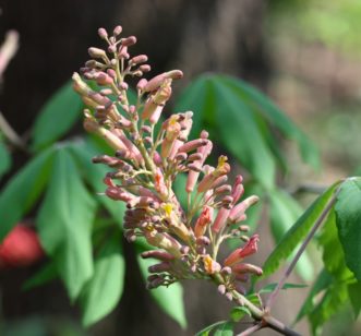 Painted buckeye (Aesculus sylvatica) panicle with pink buds, and flowering in late March.