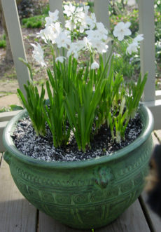 Paperwhite narcissus (Narcissus tazetta; synonym N. papyraceus) are one of the more popular bulbs to force.