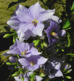 Paradise Vine (Solanum wendlandii).