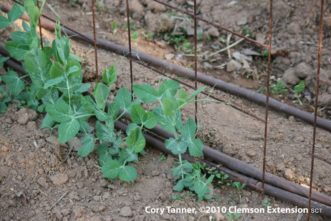 Pea trellis