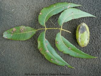 Pecan leaf and nut are infected with the fungus (Cladosporium caryigenum) which causes pecan scab.