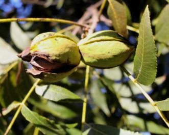 Pecans (Carya illinoensis) were first planted in S.C. by the colonists in the late 1600s.