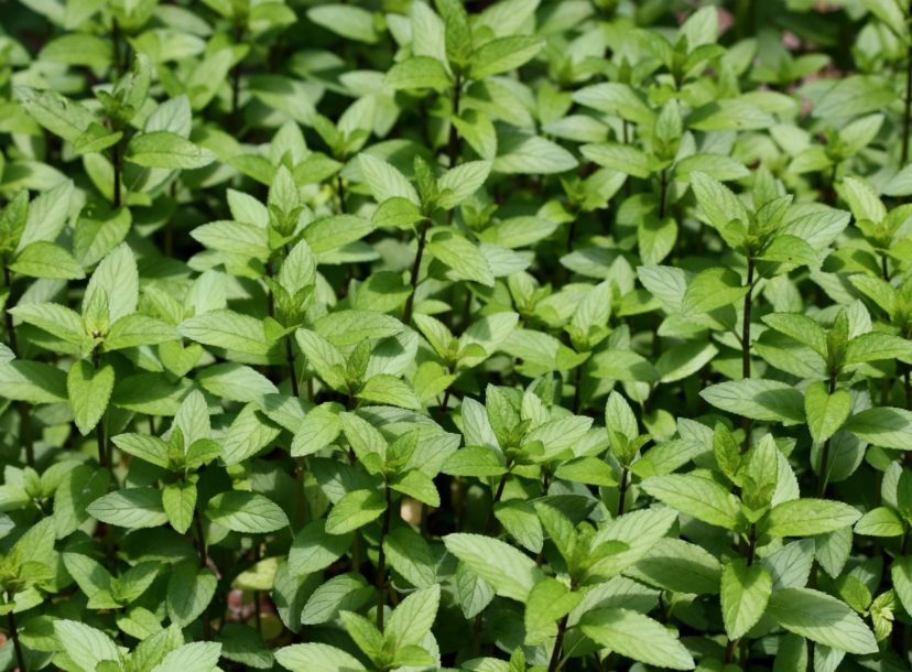 Peppermint (Mentha x piperita) leaves may be used in teas and for peppermint flavor in recipes.