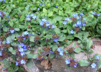 Perennial leadwort planted on edge of stone wall 