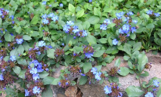 Perennial Leadwort