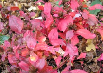 Perennial leadwort’s brilliant fall color