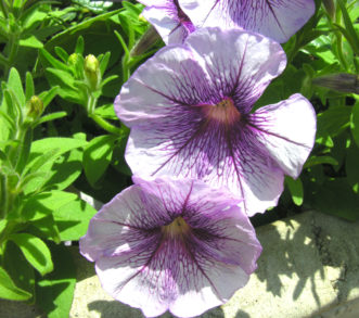 Petunia (Petunia 'Horizon Blueberry Sundae').