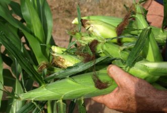 Pick sweet corn in the cool temperatures of early morning to prevent the loss of the sugar content.