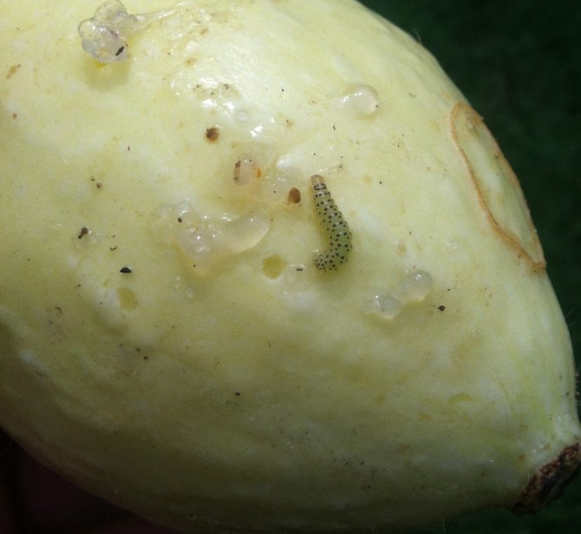 Pickleworm damage occurs when the caterpillars tunnel in flowers, buds, stems, and fruits.