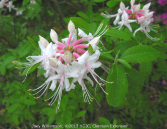 Piedmont azalea (Rhododendron canescens) growing wild at Callaway Gardens in GA.