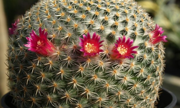 Indoor Cacti