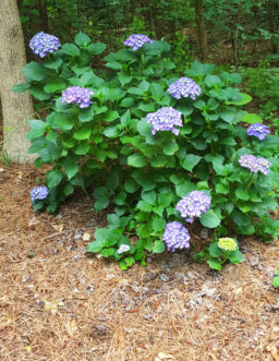 Pine straw (or needles) make a very natural looking mulch and is excellent for staying put on slopes, as around this bigleaf hydrangea (Hydrangea macrophylla).