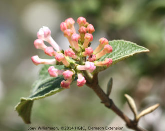 Pink flower buds arise in March on ‘Cayuga’ viburnum (Viburnum x carlcephalum).