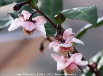 Pink-flowered tea camellia (Camellia sinensis ‘Rosea’) blooming in October.