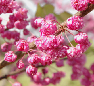 ‘Pink Pom Poms’ redbud (Cercis x ‘Pink Pom Poms’) is an improved redbud with ull double blooms.