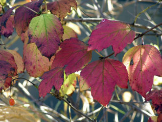 Pinkish-lavender fall color of American cranberrybush viburnum (Viburnum opulus var. americanum).