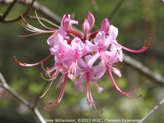 Pinxterbloom azalea (Rhododendron periclymenoides).
