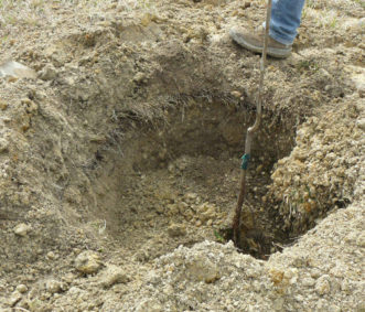 Plant the pecan tree at the same depth that it grew in the nursery.