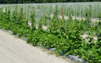 Pole-type snap beans will require a sturdy trellis for support.