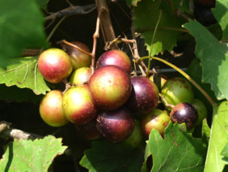 ‘Polyanna’ muscadine is a self-fruitful, late season, black muscadine, but has uneven ripening within the clusters.