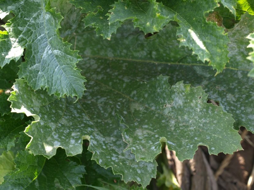 Powdery mildew is a common fungal disease on squash leaves