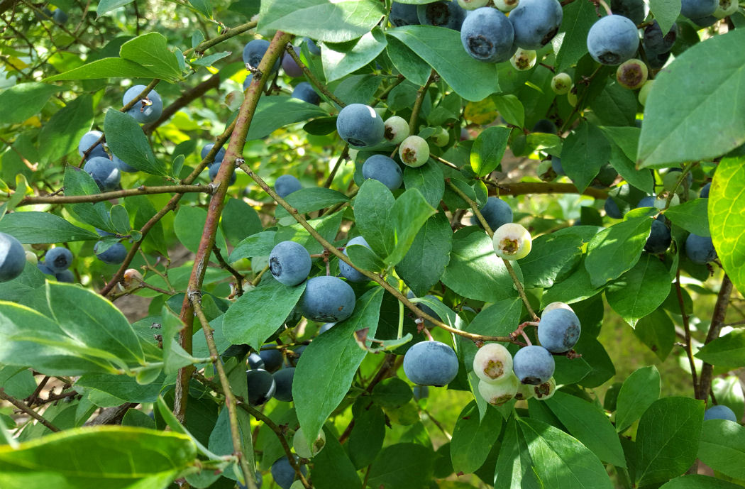 Growth Stages - Blueberries