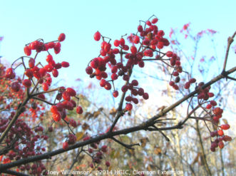 Prolic red fruit made by ‘Erie’ linden viburnum (Viburnum diatatum ‘Erie’) in November.