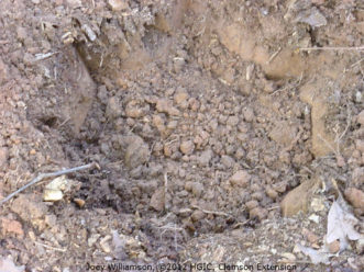 Punada de estiércol en el hueco de siembra, con las paredes ablandadas para que las raíces se dispersen en el suelo nativo. 
