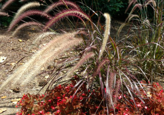 Purple fountain grass (Penisetum setaceum ' Rubrum') is planted as an annual in South Carolina.