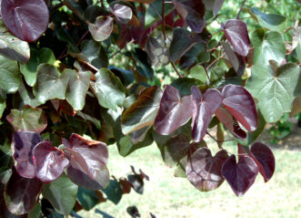 Purple-leafed ‘Merlot’ redbud (Cercis x ‘Merlot’).